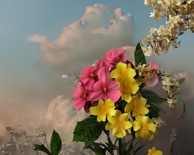 Beautiful flowers 
